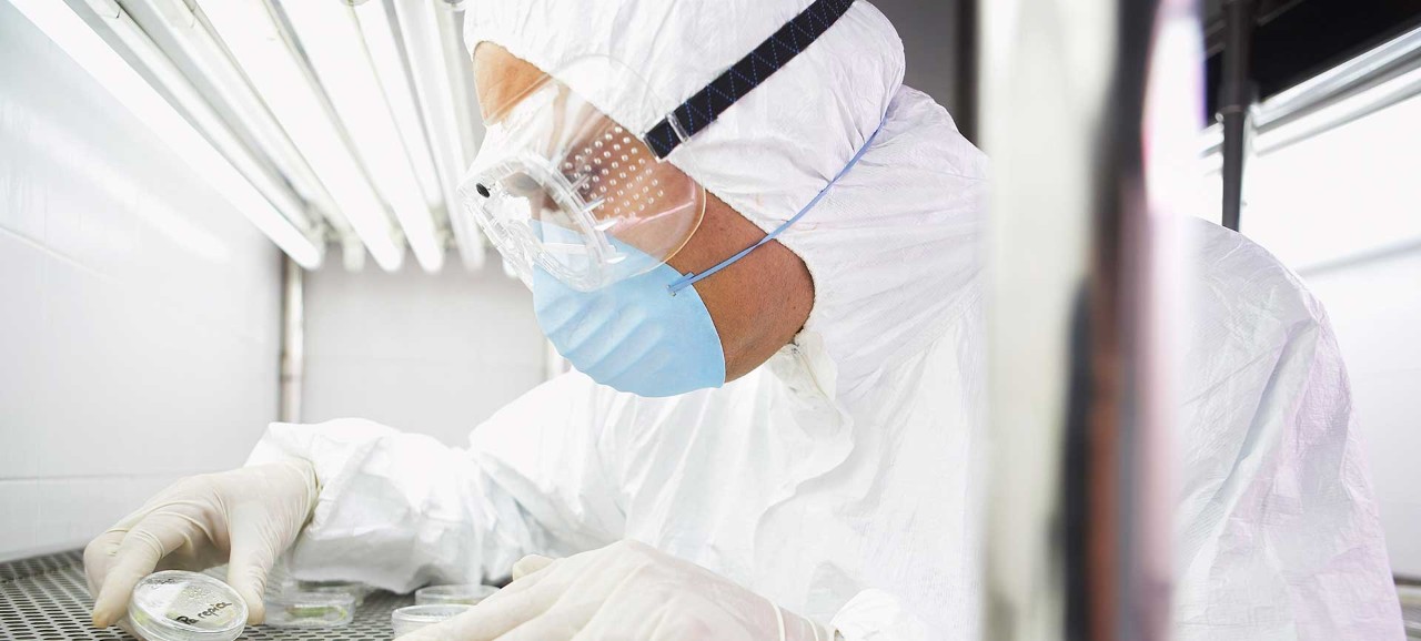 A male scientist in a labcoat, goggles, and facemask looking into a petri dish in a lab.  